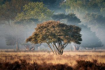 Boom boom boom boom... van gooifotograaf