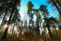 Black Forest // March 2022