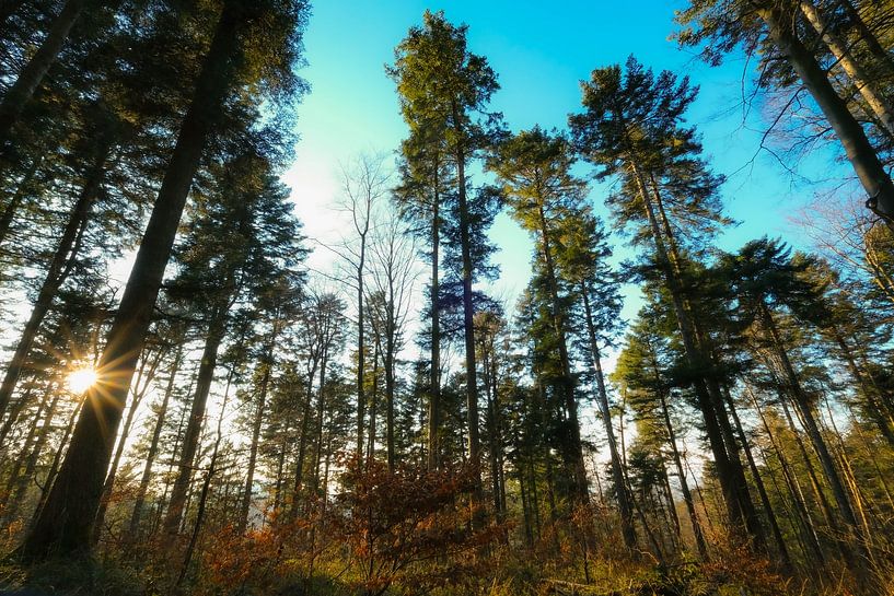 Black Forest // March 2022 by Philip van Leeuwen