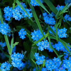 Vergeet me nietjes  /  Forget-me-nots van Cornelis Heijkant