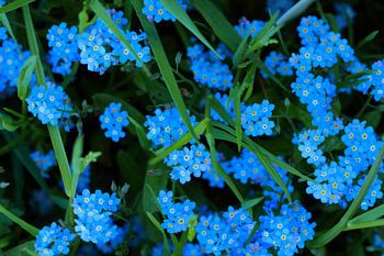 Vergissmeinnicht / Vergissmeinnicht