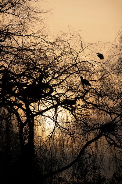 Silhouette of a heron colony by Jan van der Knaap