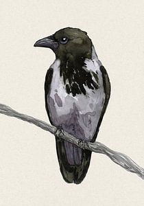 Nebelkrähe Aquarell
