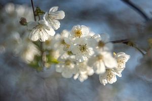 Blossom sur Christl Deckx
