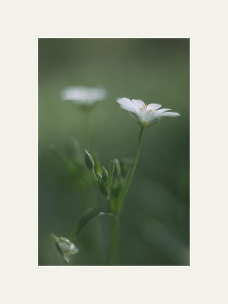 Kleine weiße Blume von @Unique