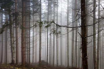 Troncs d'arbres dans la forêt nuageuse sur Christa Kramer