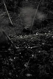 Wood anemone in Marchin, Ardennes Belgium by Manon Visser