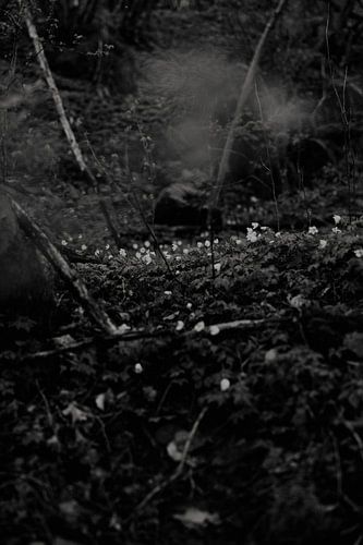 Wood anemone in Marchin, Ardennes Belgium