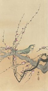 Ohara Koson - Singvogel und Pflaumenblüte (bearbeitet)