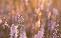 Heather in the morning sun 2