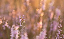 Heidekraut in der Morgensonne 2 von Maaike Munniksma