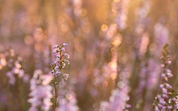 Heidekraut in der Morgensonne 2