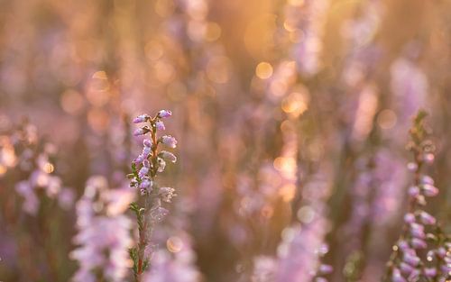 Heide in de ochtendzon 2
