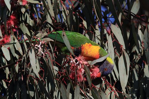 Regenbooglori, in de natuurlijke habitat, Queensland, Australië