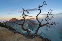 Ein alter Baum über dem See des Vulkans Ijen in Ost-Java