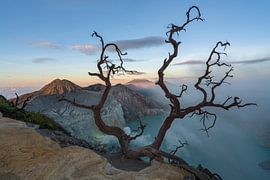 Ein alter Baum über dem See des Vulkans Ijen in Ost-Java von Anges van der Logt