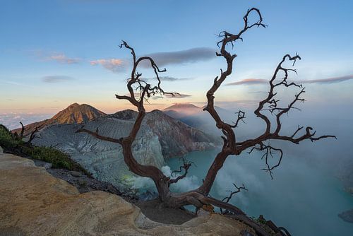 Ein alter Baum über dem See des Vulkans Ijen in Ost-Java von Anges van der Logt