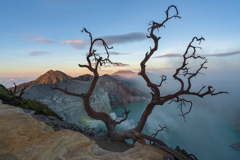 An old tree above the lake of the volcano Ijen in East Java by Anges van der Logt