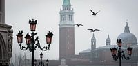 San Marco Duiven by Merijn Koster thumbnail