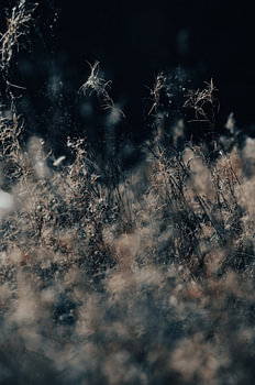 Herbes des prés fanées dans la lumière du soir