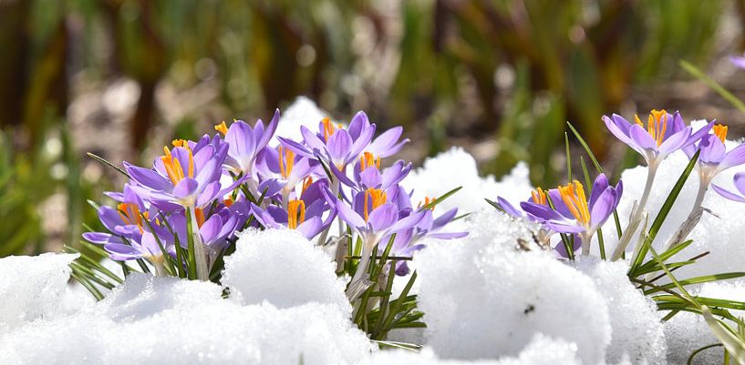 Crocuses in the garden in spring by Claude Laprise