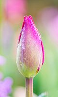 Druppels op een tulp