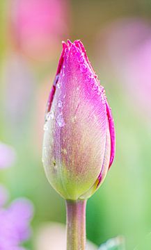 Drops on a tulip by Samantha Rorijs
