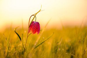 Schlangenkopf-Perlmutterfalter auf einer Wiese bei Sonnenaufgang