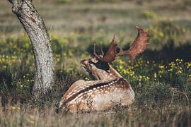 Deer by Miranda Jansen Fotografie