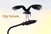 City Nature