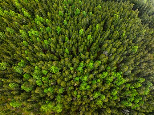 Dennenbos van bovenaf gezien op een berg in de Alpen