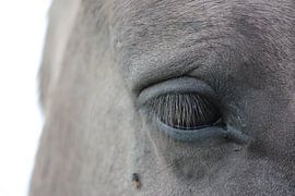 Close up paarden oog sur Saskia Hoks