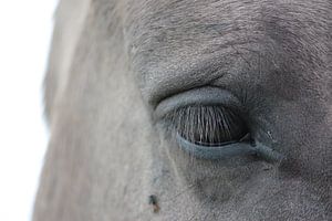 Close up paarden oog