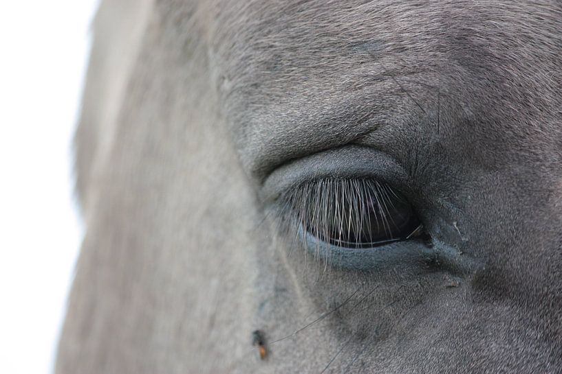 Close up paarden oog von Saskia Hoks