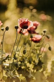 Papaver in de avondzon van Tessa in Focus