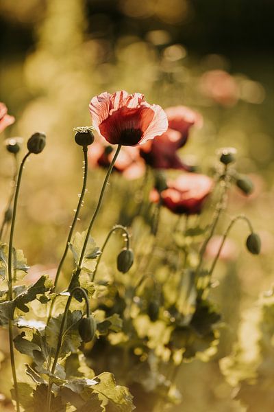 Mohn in der Abendsonne von Tessa in Focus