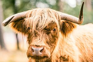 Schotse Hoogland rund in een natuurreservaat van Sjoerd van der Wal Fotografie