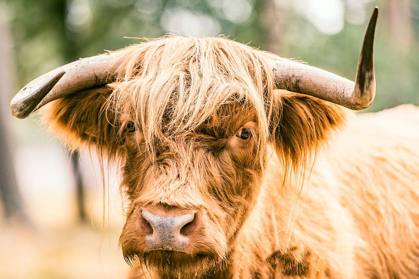 Scottish Highland cattle in a nature reserve by Sjoerd van der Wal Photography