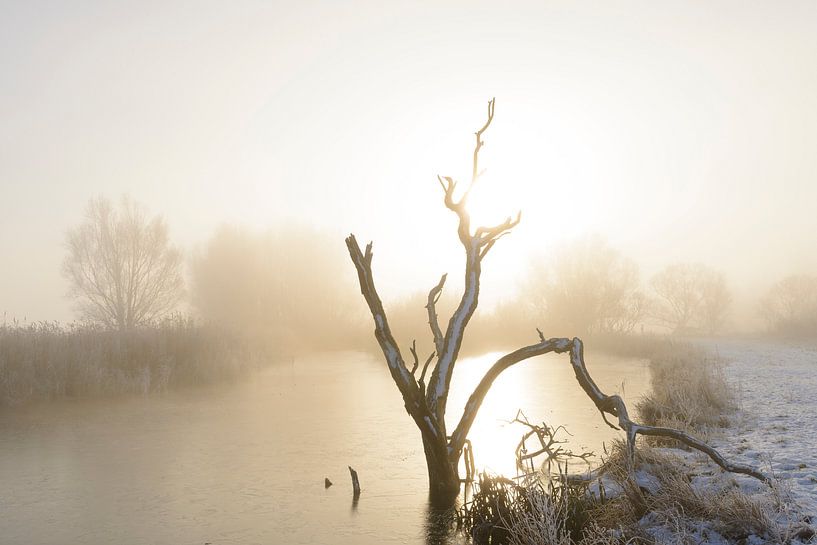 Dode boom in de winter van Sjoerd van der Wal Fotografie