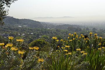 Bloemen Zuid-Afrika van Susan Dekker