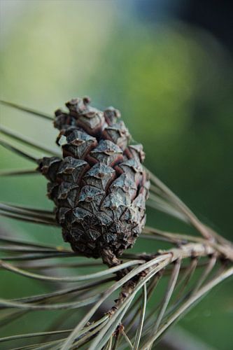 Dennenappel in het bos