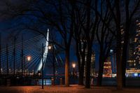 Door de bomen door, is de zwaan van Rotterdam te bewonderen