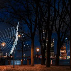 Door de bomen door, is de zwaan van Rotterdam te bewonderen van Joran Huisman