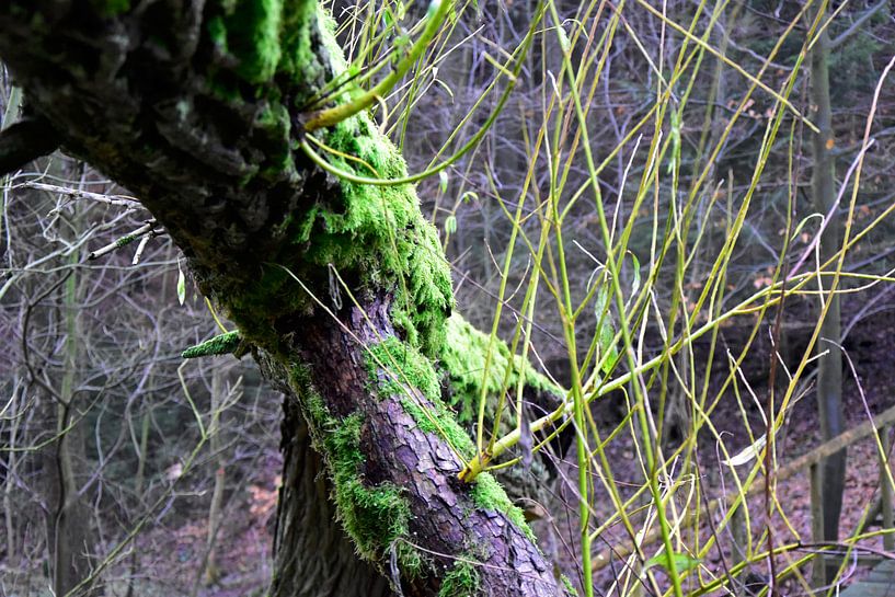 Baum mit Moos par Marcel Ethner