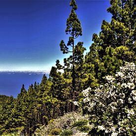 Natuur op TENERIFE    prachtige wildgroei  in helder blauwe lucht LA  PALMA aan de horizon von Willy Van de Wiele