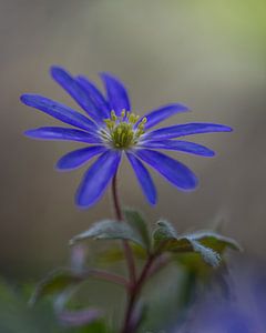 Anémone blanche, anémone bleue