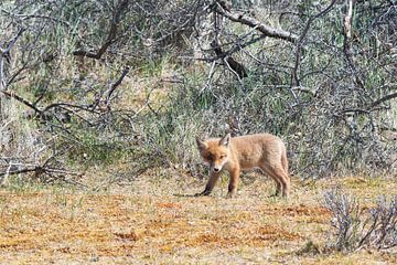 Un jeune renard regarde son habitat sur Merijn Loch