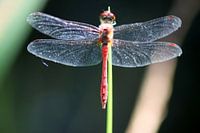 libelle pose