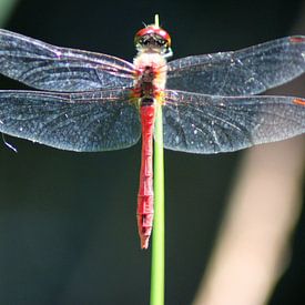 libelle pose van mariella medina