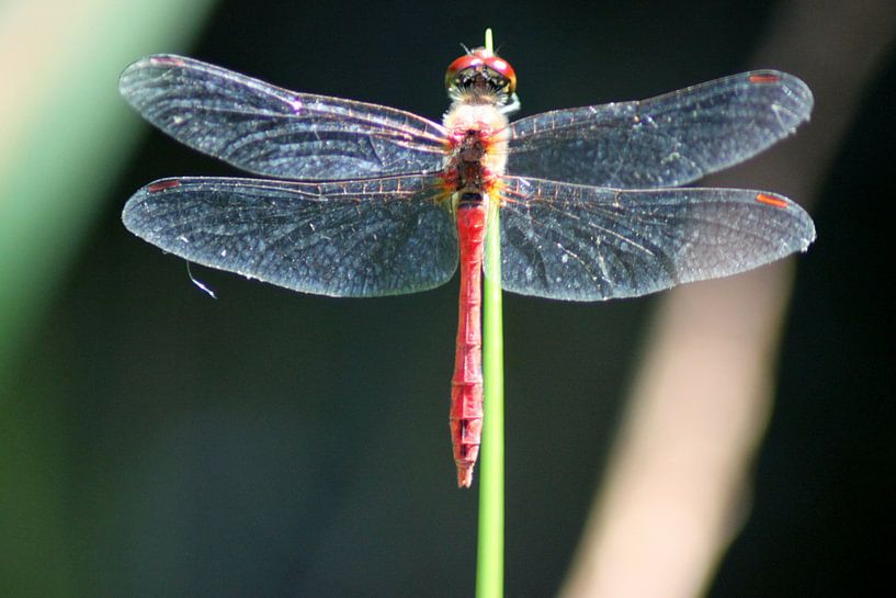 libelle pose by mariella medina
